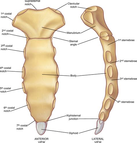 How much weight spread evenly is safe on a human chest? | Tortoise Forum