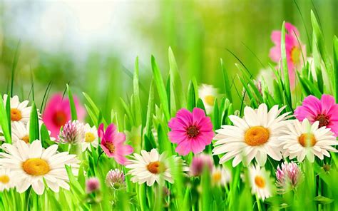 spring flowers backgrounds 20 free Cliparts | Download images on Clipground 2022