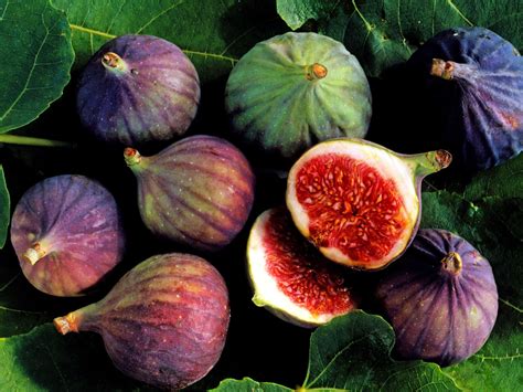 Common Fig Plant Information