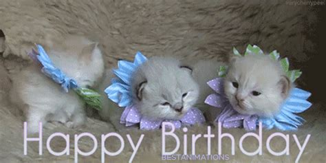 Happy Birthday Kitten Gif