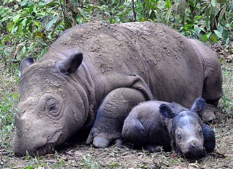 It's a Boy! Birth of Sumatran Rhino Calf a Collaborative Conservation Success - ZooBorns