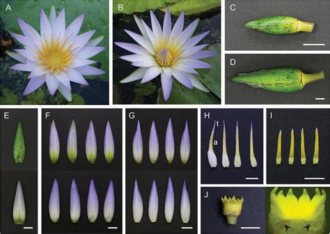 Water Lily Leaf Cross Section