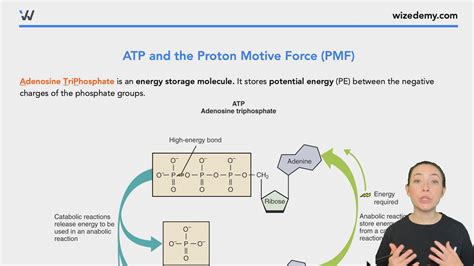 ATP Energy and the Proton Motive Force (PMF) - Wize University Biology Textbook | Wizeprep