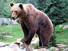 Urso-pardo – Wikipédia, a enciclopédia livre