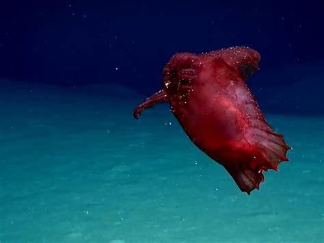 A ‘headless chicken monster’ was just spotted in the deep ocean, and people don’t know how to ...