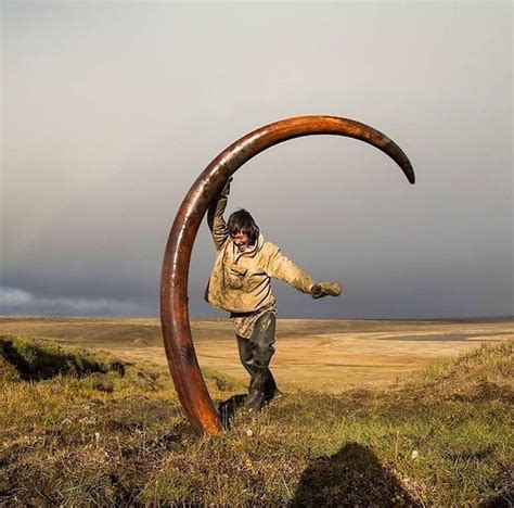 The tusk of a mammoth found in Siberia : r/HumanForScale