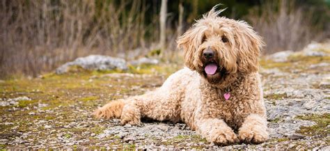 Labradoodle Goldendoodle Mix