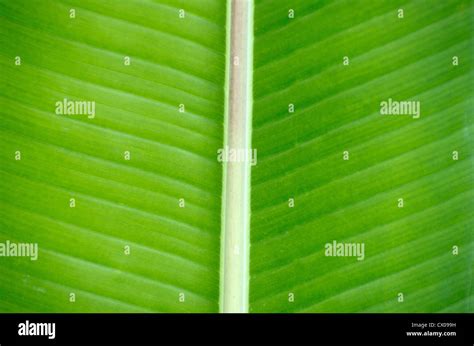 green leaf texture close up Stock Photo - Alamy