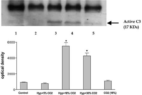 Cleaved caspase-3 identification by Western blot analysis. Blots ...