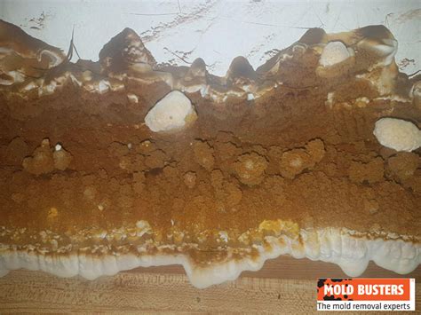 What Is Brown Mold & What Causes It? | Is Brown Mold Safe?