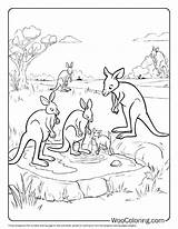 100  Kangaroo coloring Pages Free PDF To Print Woo Coloring sketch template