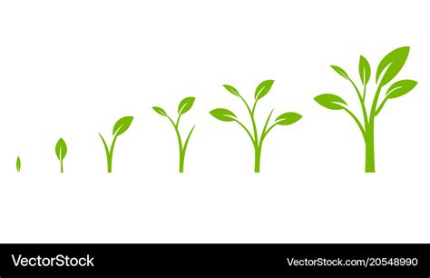 Tree growth diagram with green leaf Royalty Free Vector