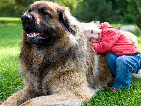 Leonberger Size