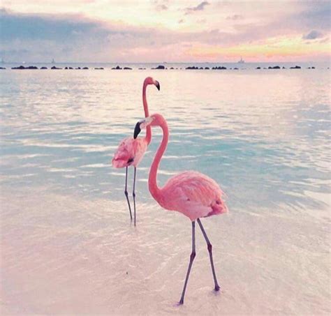 #FlamingoFriday | Flamingo tapete, Flamingo bilder, Pastell hintergrund