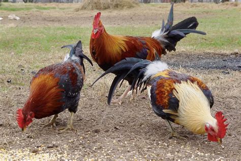 What's The Perfect Ratio Of Hens To Roosters?