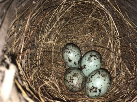 NestWatch | The Grackles Have Roosted - NestWatch