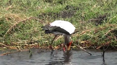 African Wood Stork Hunting - YouTube