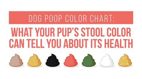 Use Our Healthy Dog Poop Chart to Discover If Your Dog's Poop is Healthy