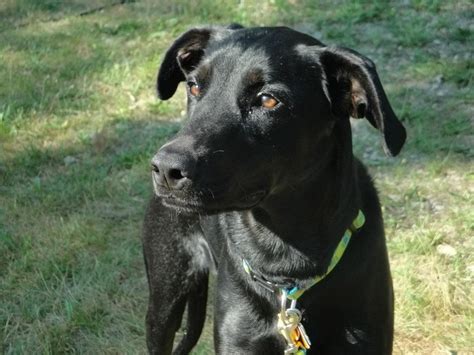 My second dog was a black lab doberman mix, Sheba | Lab mix puppies ...