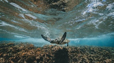 Best Snorkeling in Kauai - 10 Fantastic Spots - Just a Pack