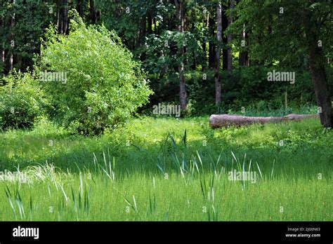 The beautiful nature of Latvia Stock Photo - Alamy