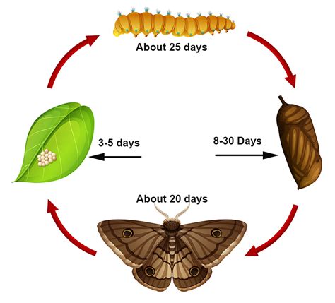 The Life Cycle Of A Moth