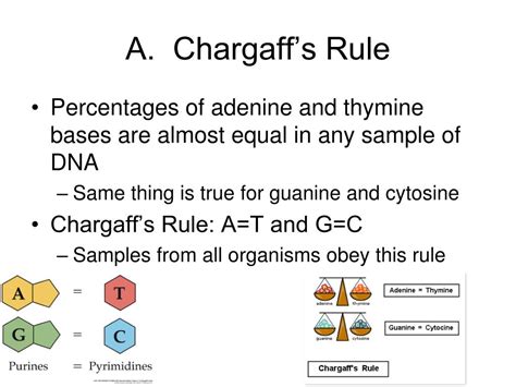 Chargaffs Rule Worksheet - Printable Calendars AT A GLANCE