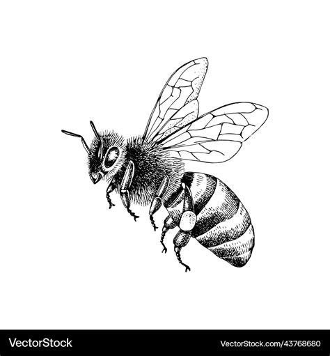 Sketch honey bee side view drawing Royalty Free Vector Image