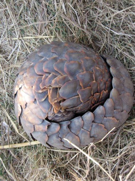 Pangolin Ball