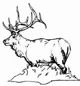 Elk Coloring Page sketch template
