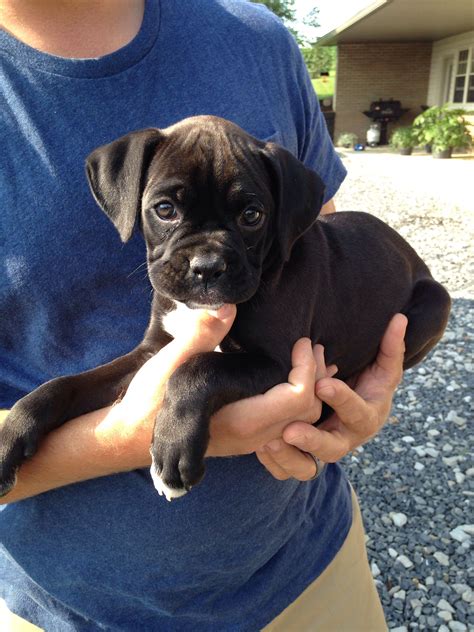 27+ Sealed Brindle Boxer Puppies For Sale In Texas Photo ...