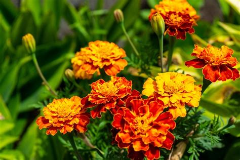 Aztec Marigold Mexican - Free photo on Pixabay - Pixabay