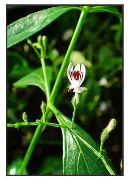 Sinta, serpentina, andrographis paniculata, kings of bitters / Philippine Medicinal Herbs ...