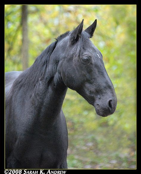 Gemini, a black Tennessee Walking Horse gelding | Horses, Tennessee walking horse, Pretty horses