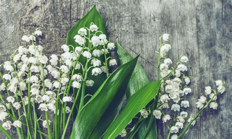 Lilies Of The Valley Free Stock Photo - Public Domain Pictures