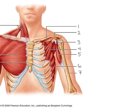 appendicular muscles Flashcards | Quizlet