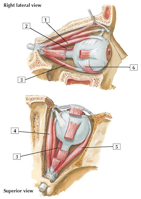 Extrinsic Eye Muscles Anatomy - wikitomy