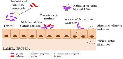 Frontiers | Benefits and Inputs From Lactic Acid Bacteria and Their Bacteriocins as Alternatives ...