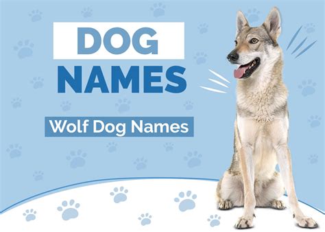 100+ Wolf Dog Names: Ideas for Wild & Fierce Dogs | Hepper