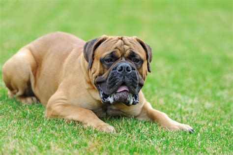 English Mastiff | zooplus Magazine Ireland