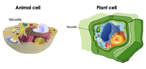 Top 195+ Does an animal cell have vacuoles - Merkantilaklubben.org