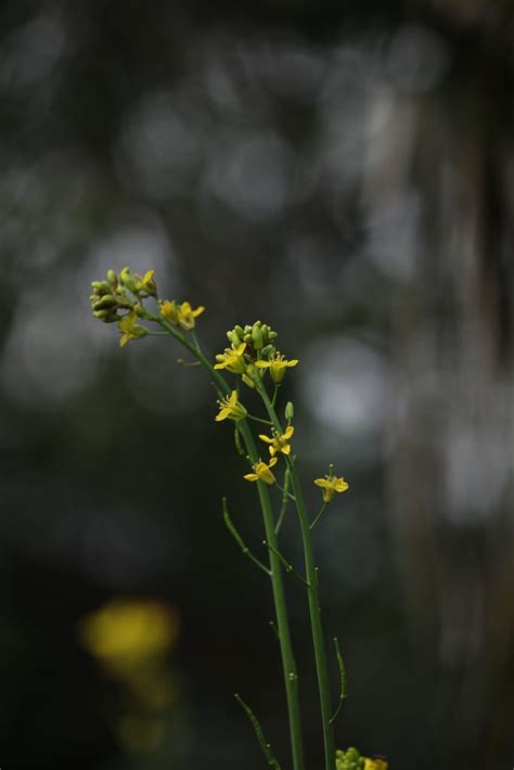 Mustard plant flowers - PixaHive