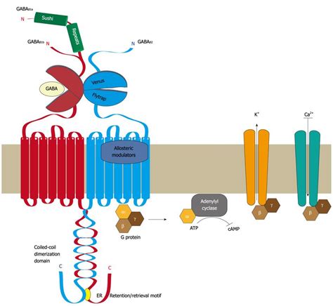 Modulation of cell surface GABAB receptors by desensitization, trafficking and regulated degradation