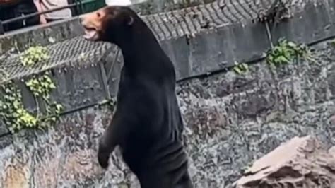 Zoo in China denies speculation that its bears are actually humans in ...