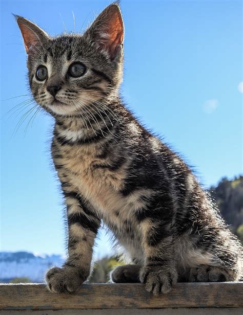 Royalty-Free photo: Brown tabby kitten on brown wooden surface | PickPik