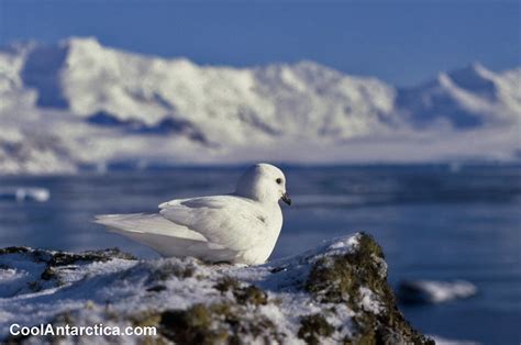 Thumbnails - Snow Petrel - flying 9 - Free use pictures of Antarctica