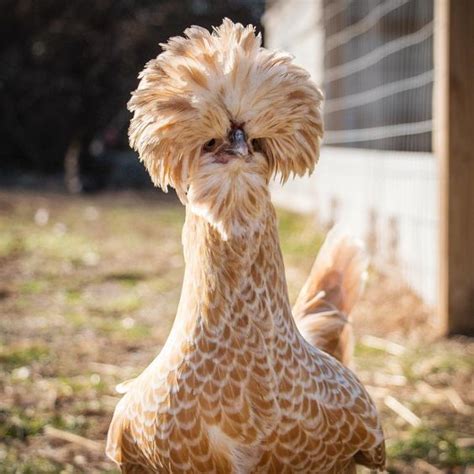 Buff Laced Polish | Chicken Breed | Information and Pictures | by Pets Planet... - Amazing Pets ...