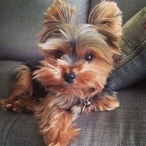 These small dogs are so cute you won't know what to do with yourself ...