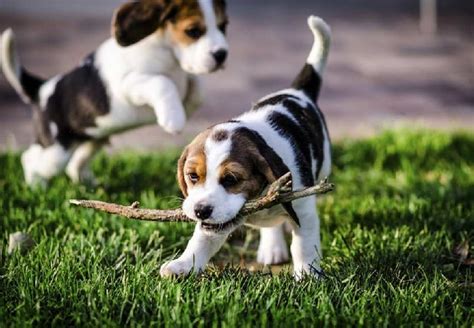 All About Beagle Dog Breed– Origin, Behavior, Trainability, Puppies, Price, Health, Facts