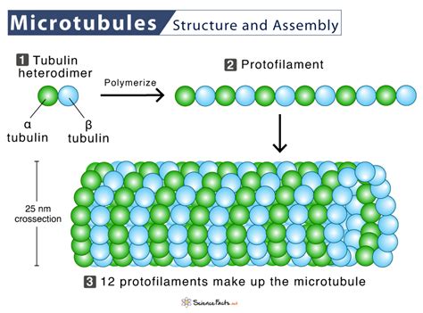 Microtubules Structure And Function | Images and Photos finder